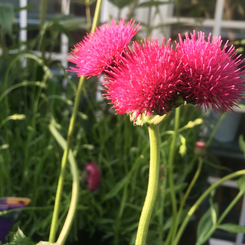 Cirsium rivulare 'Atropurpureum'