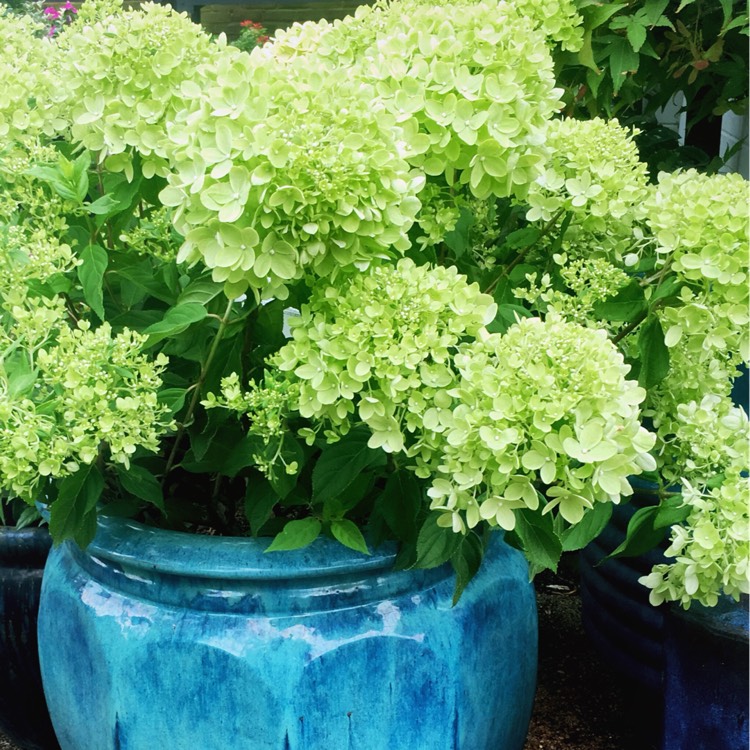 Plant image Hydrangea paniculata 'Jane' syn. Hydrangea paniculata 'Little Lime'