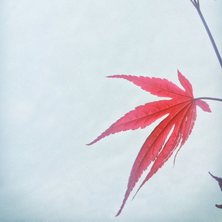 Plant image Acer Palmatum 'Fireglow'