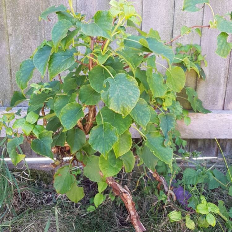 Plant image Actinidia deliciosa 'Solo' syn. Actinidia chinensis 'Solo'