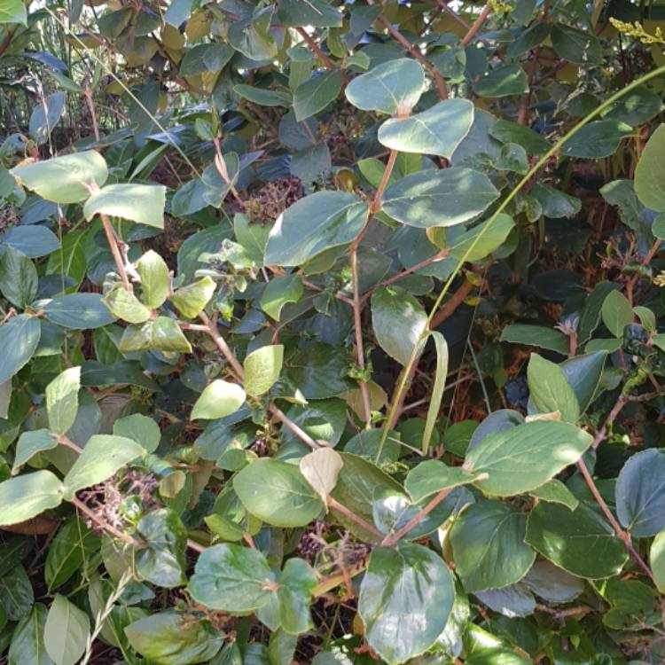 Plant image Viburnum carlesii 'Compactum'