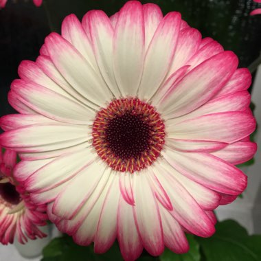 Gerbera Daisy