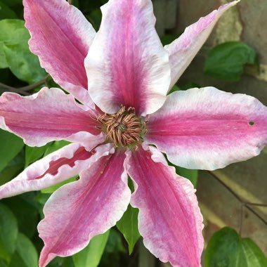 Clematis