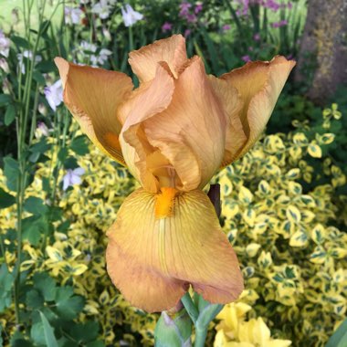 Bearded Iris