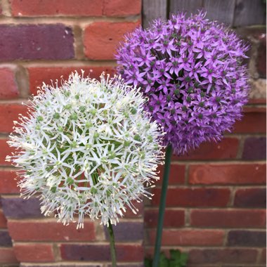 Allium