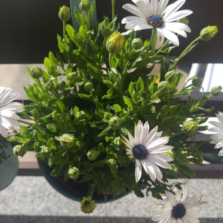 Plant image Osteospermum 'Flowerpower Ice White'