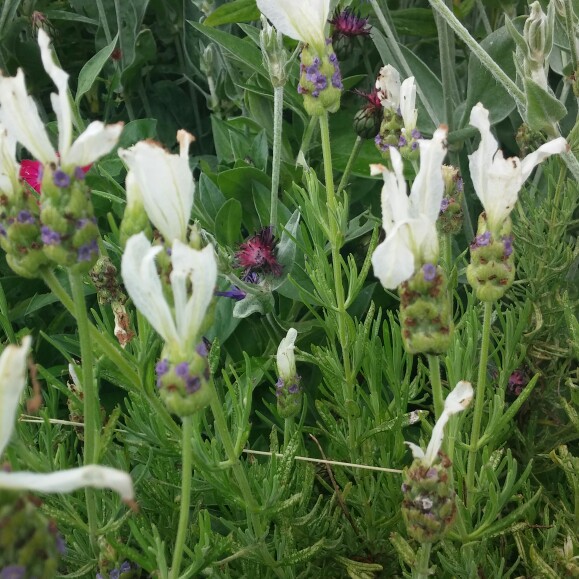 Plant image Lavandula stoechas 'Bentley' syn. Lavandula stoechas 'With Love'