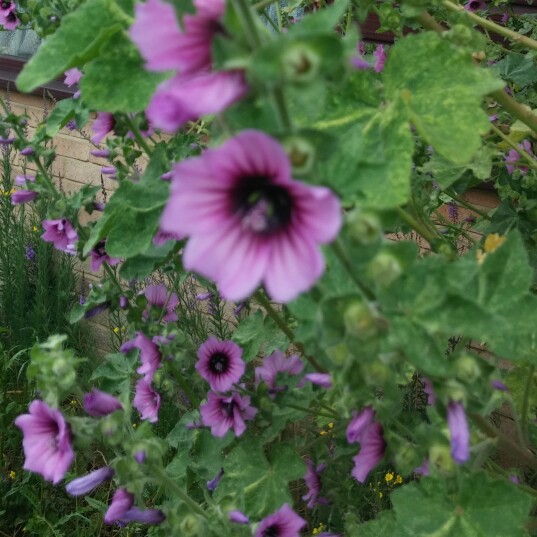 Plant image Malva sylvestris