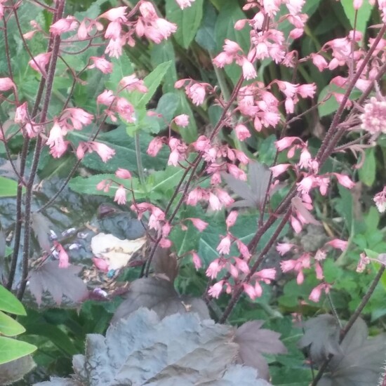 Plant image Heuchera 'Morello'