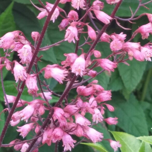 Plant image Heuchera 'Morello'