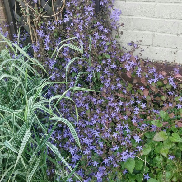 Plant image Campanula poscharskyana 'Blue Bell'