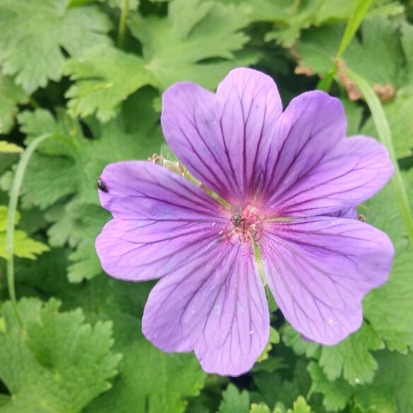 Plant image Geranium x magnificum syn. Geranium magnificum