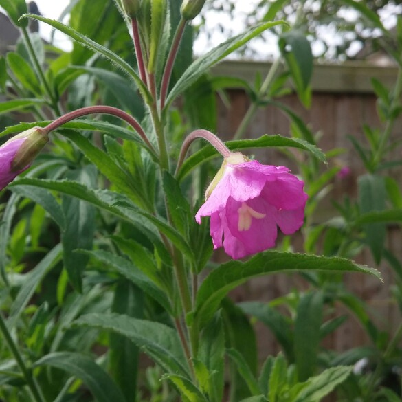 Plant image Clematis vitalba