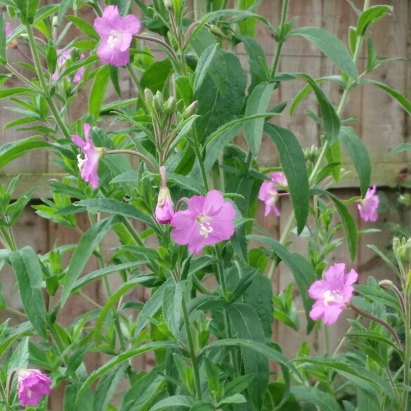 Plant image Clematis vitalba