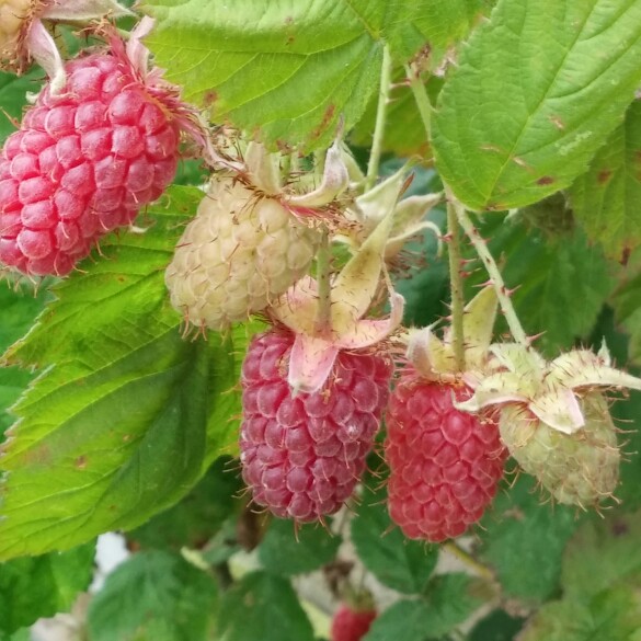 Plant image Rubus fruticosus x ideaus 'Buckingham'