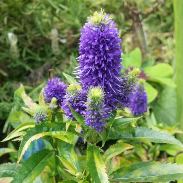 Plant image Veronica spicata 'Ulster Blue Dwarf'