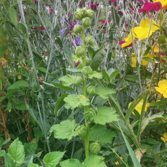 Plant image Alcea rosea 'Spring Celebrities Apricot' (Spring Celebrities Series)