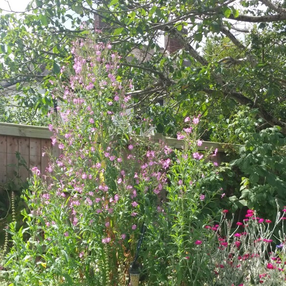 Plant image Clematis vitalba