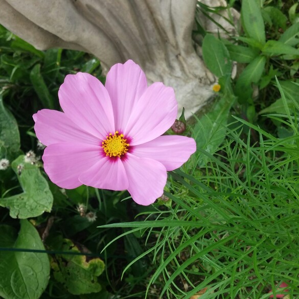 Plant image Cosmos Bipinnatus 'Sonata Carmine'