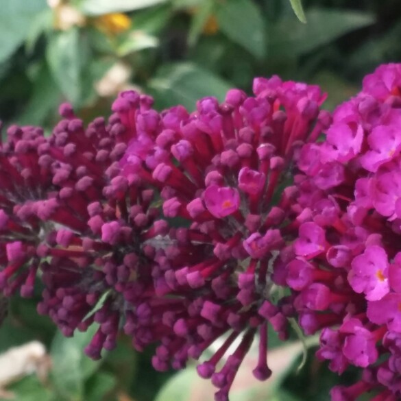 Plant image Buddleja davidii 'Harlequin'