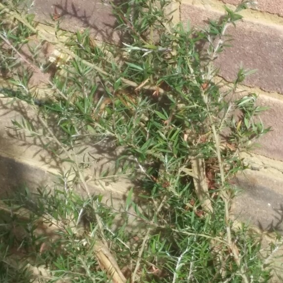 Plant image Leptospermum scoparium