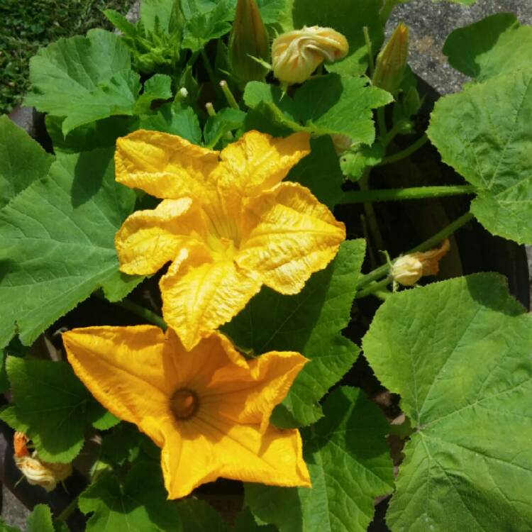 Plant image Cucurbita Pepo var. Cylindrica 'All Green Bush'