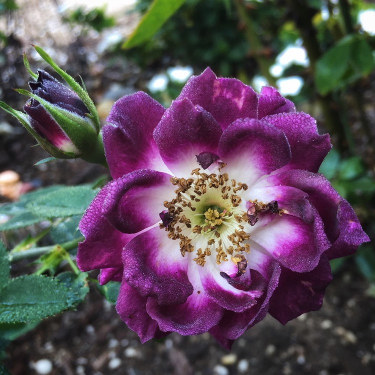 Plant image Rosa 'Wekwibypur' syn. Rosa 'Diamond Eyes'