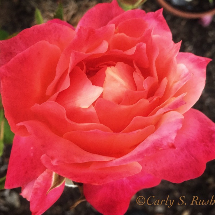 Plant image Rosa 'Disneyland' syn. Rosa 'JACmouse'