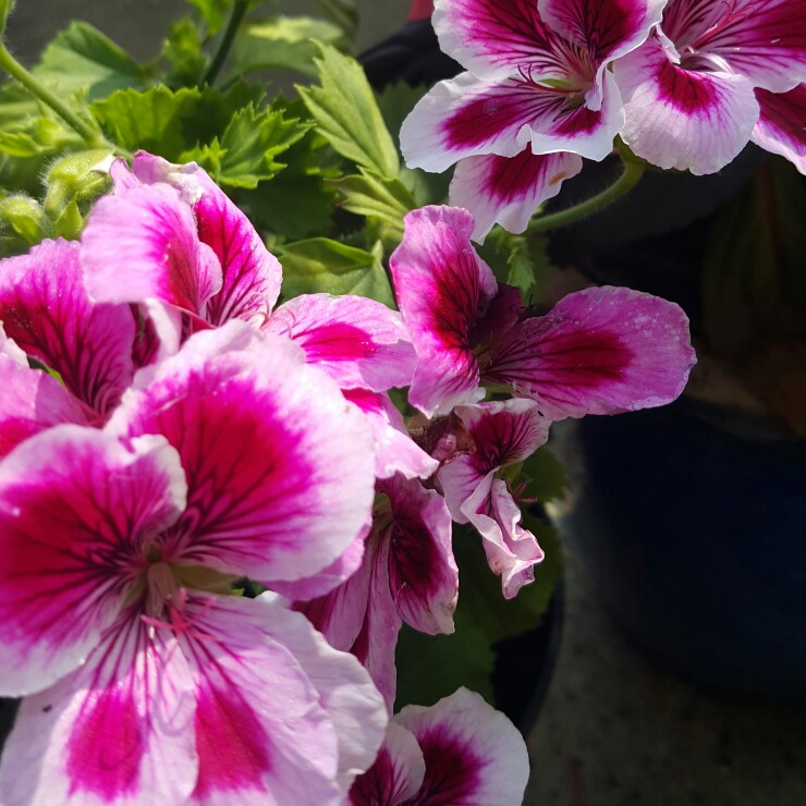 Pelargonium (Species) Regal Pelargonium