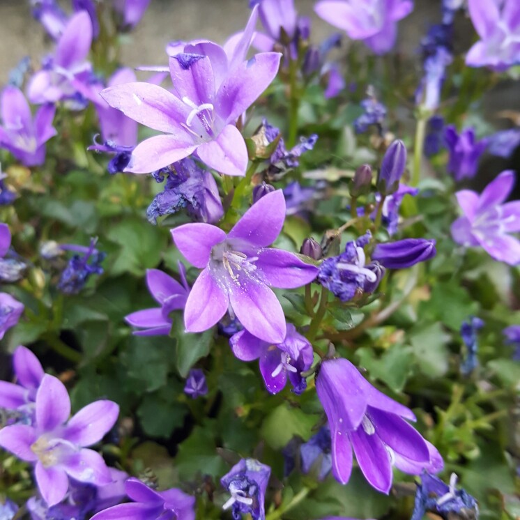 Dalmation Bellflower 'Hoffmann Blue'