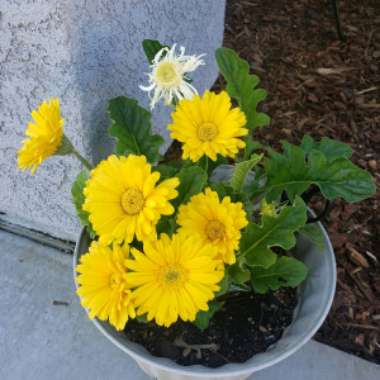 Gerbera 'Sweet Honey'