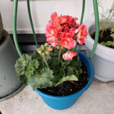 Pelargonium (Geranium)