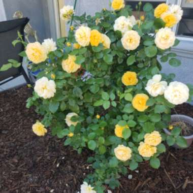 Rose (Hybrid Tea)