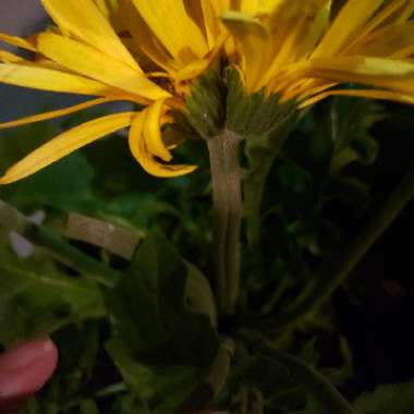 Gerbera 'Sweet Honey'