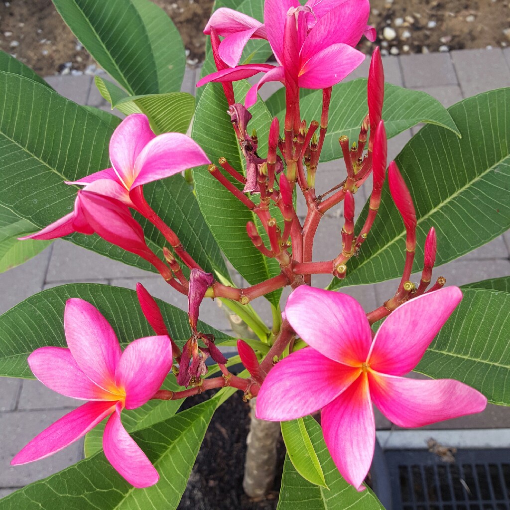 Frangipani