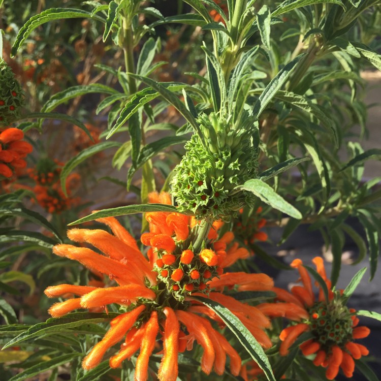 Plant image Leonotis Menthifolia