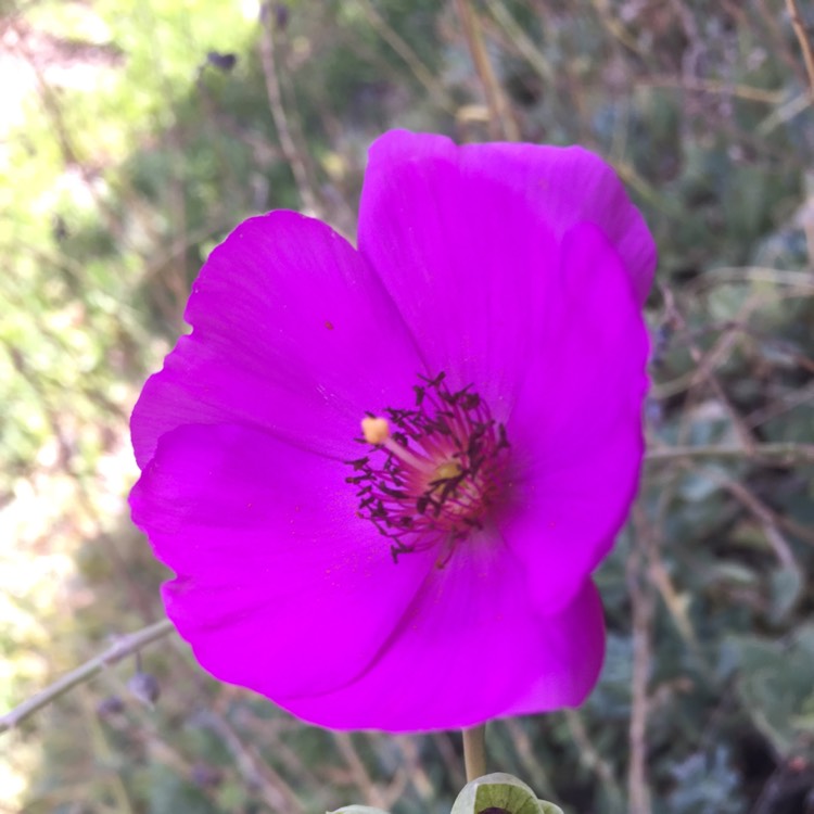 Plant image Calandrinia grandiflora