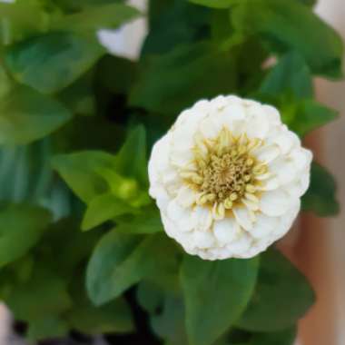 Zinnia 'Lilliput Pink'