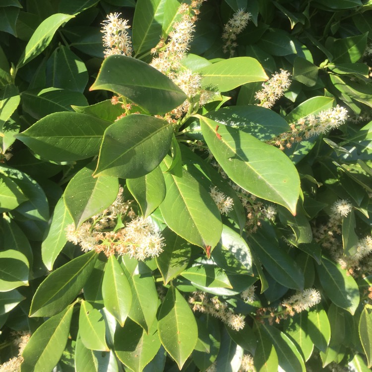 Plant image Prunus laurocerasus