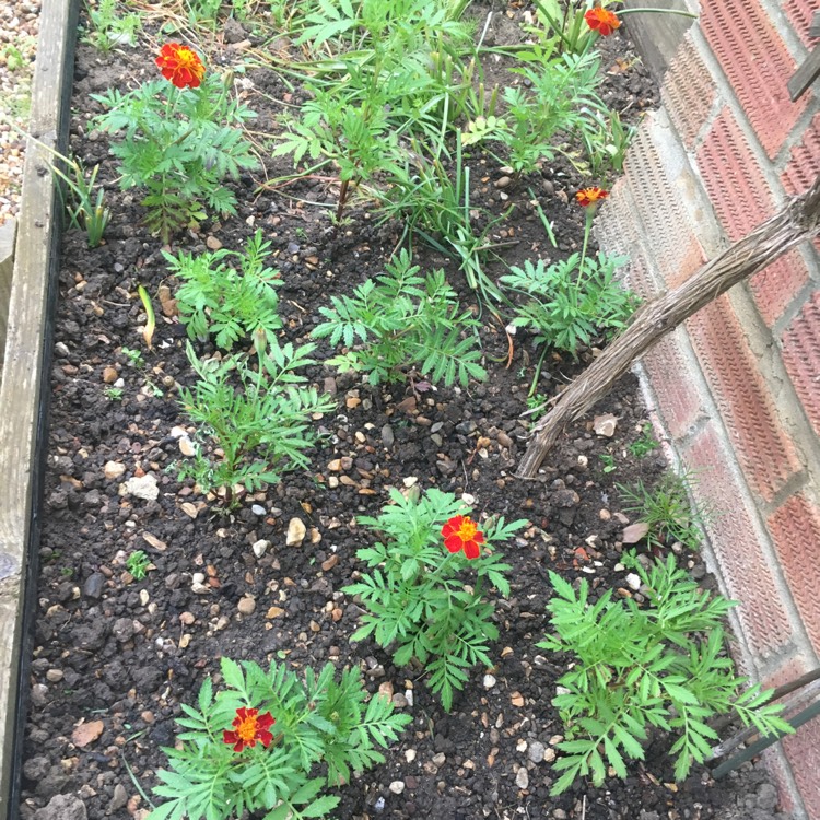 Plant image Tagetes patula 'French Bee'