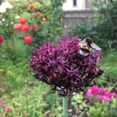 Allium atropurpureum syn. Allium nigrum var. atropurpureum