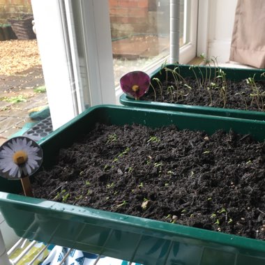 Leucanthemum vulgare