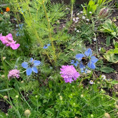 Centaurea montana