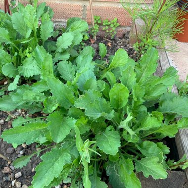 Leucanthemum vulgare