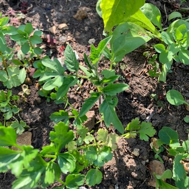 Solanum lycopersicum  syn. Lycopersicon lycopersicum