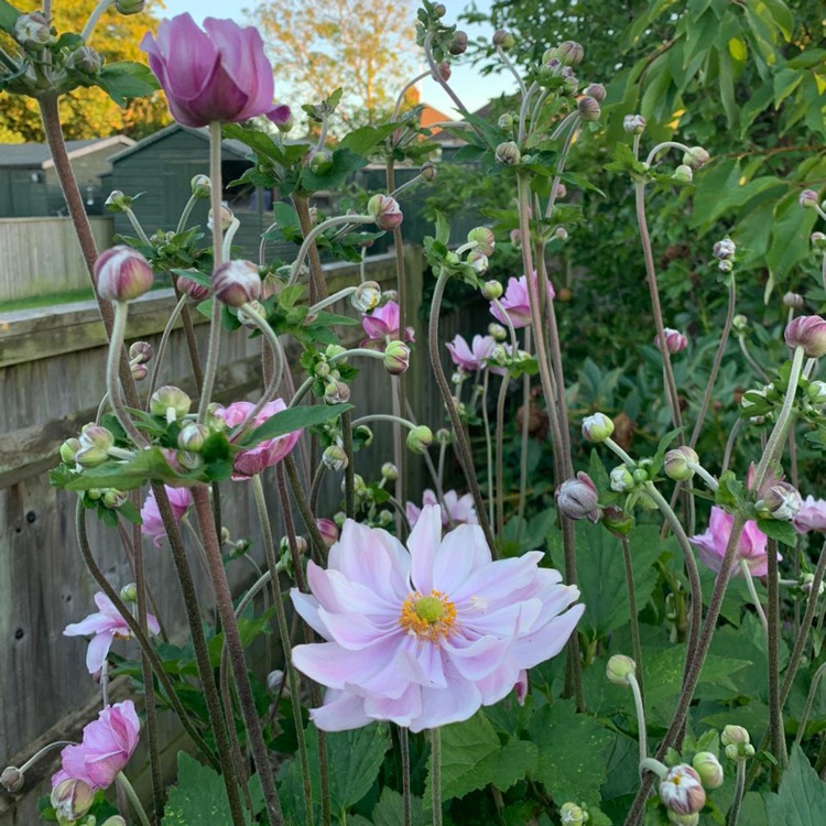 Plant image Anemone x hybrida 'Robustissima'