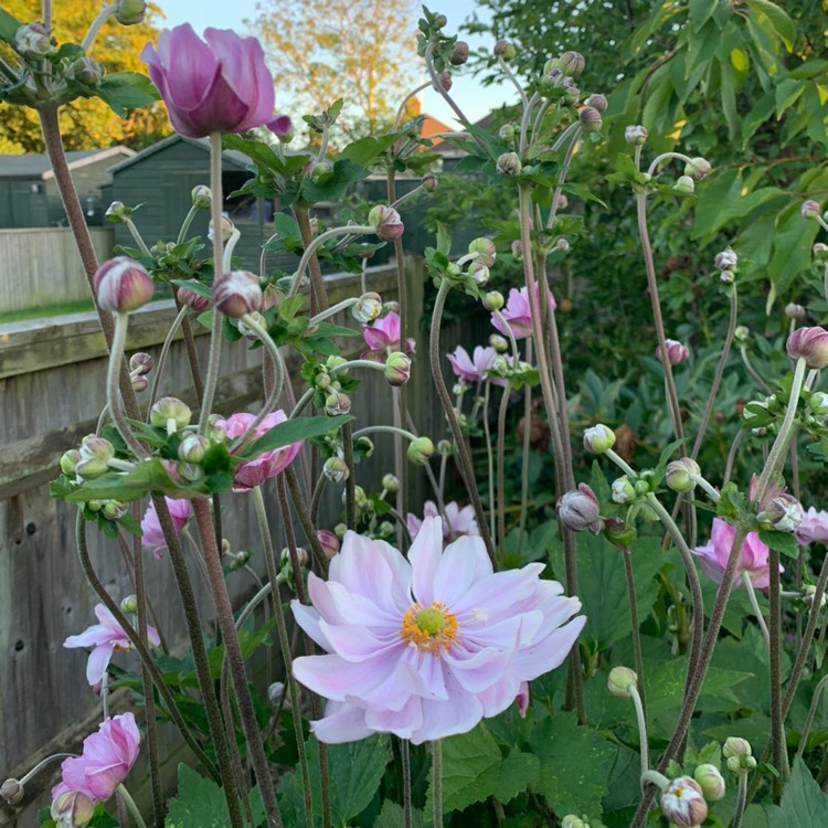 Plant image Anemone x hybrida 'Robustissima'