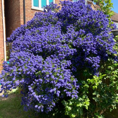 Ceanothus