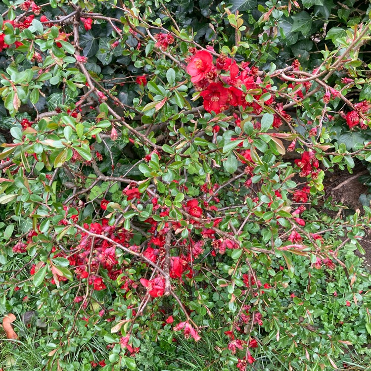 Plant image Chaenomeles