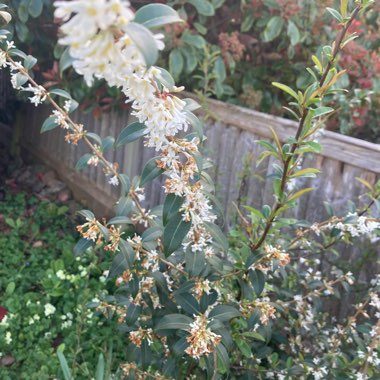 Osmanthus x burkwoodii